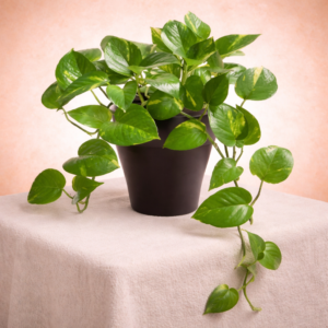 Classic Plastic Planter with Money Plant (Golden Pothos)