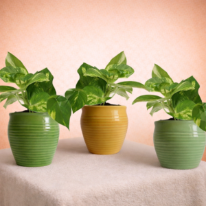 Ribbed Plastic Planter Set with Money Plant