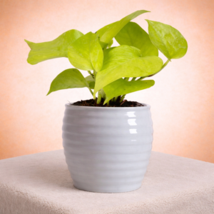 Ribbed Plastic Planter with Neon Pothos (Money Plant)