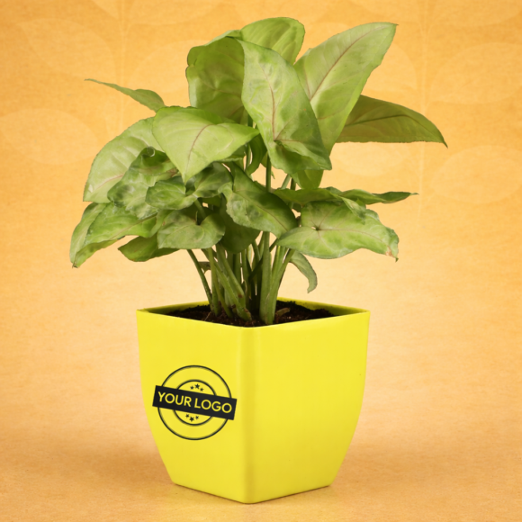 ChatGPT Image Feb 20, 2026, 02_49_24 PM