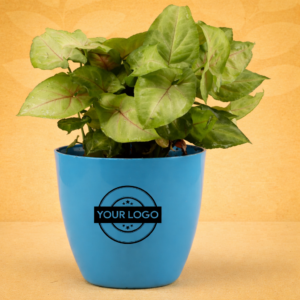 Syngonium Plant In Blue Pot