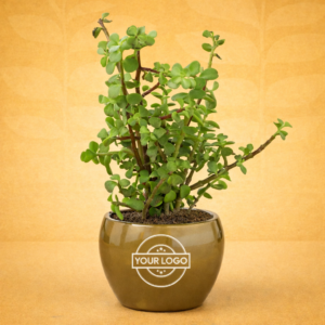 Jade Plant In Self Watering Red Pot