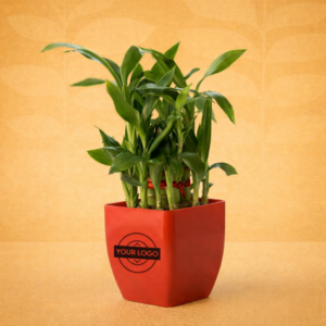 2 Layer Bamboo In Red Pot