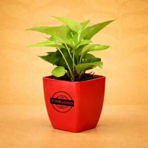 Golden Money Plant In Red Plastic Pot