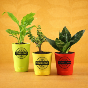 3 Plants Set with Beautiful Self Watering Pots