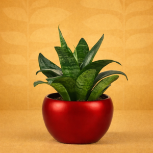 Snake Plant Sanctuary