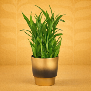 Lucky Bamboo Plant In Golden Touch Pot