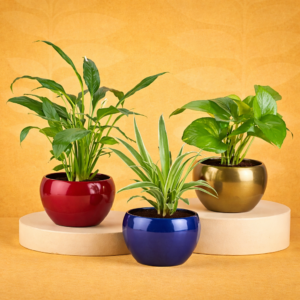 Green Serenity In Metallic Beauty Pots