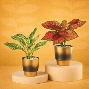 Aglaonema Perfect Duo Plant Set