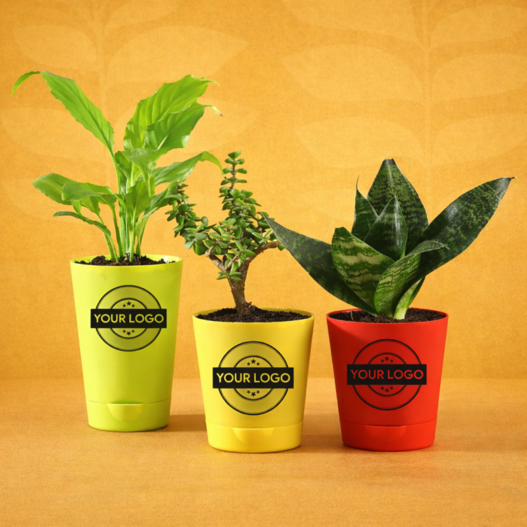 Transform Your Workspace with Premium Indoor Plants from Khaas Gifts