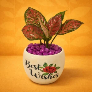 BEST WISHES METAL POT with PINK AGLONEMA PLANT