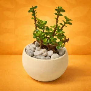 OFF WHITE METAL POT with JADE PLANT