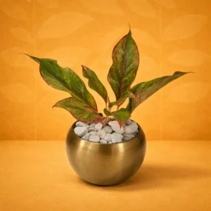 BRASS METAL POT with LIPSTIC RED PLANT