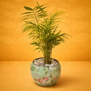 FLOWERS PRINTED METAL POT with CHEMONDERIA PLANT