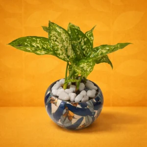 BLUE ABTRACT METAL POT with SNOW WHITE AGLONEMA PLANT